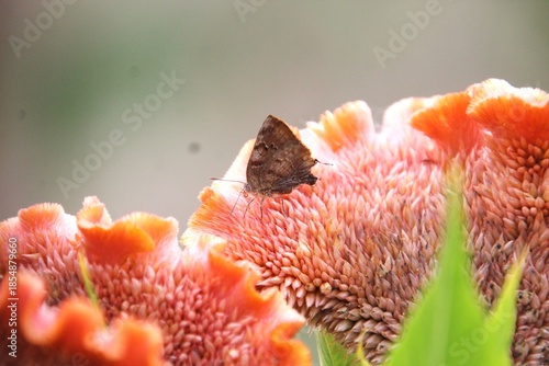 inseto borboleta - Lepidoptera