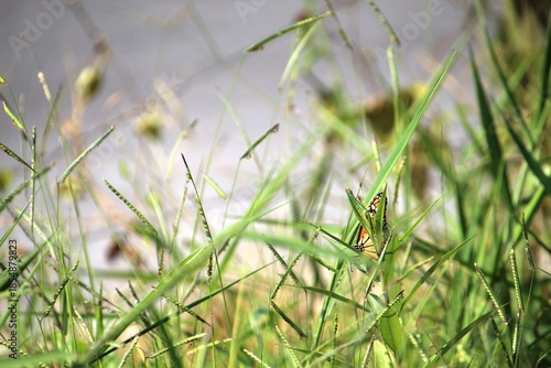 inseto borboleta - Lepidoptera