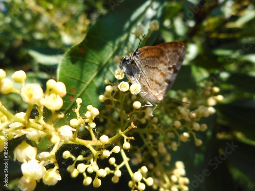 inseto borboleta - Lepidoptera
