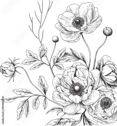 Detailed monochrome botanical line of poppy flowers and buds