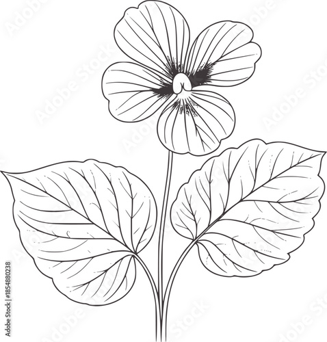 Line of a violet flower with broad leaves a stem plant