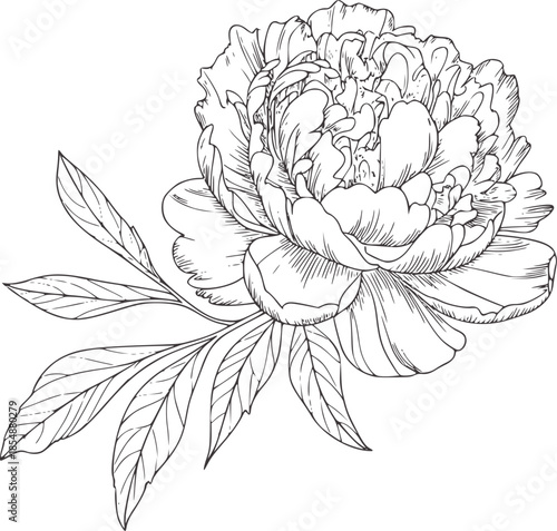 Monochrome line of an peony flower with leaves in outline style