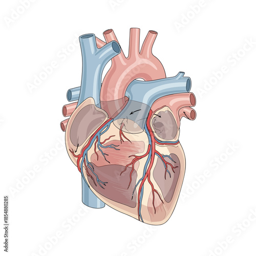 Human heart anatomy diagram illustration
