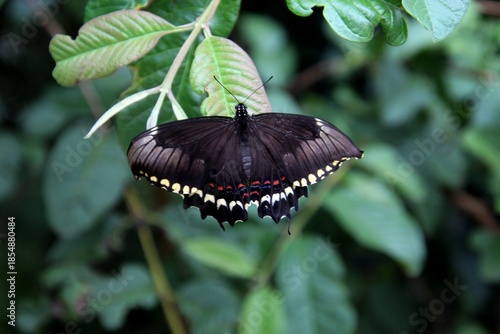 inseto borboleta - Lepidoptera
