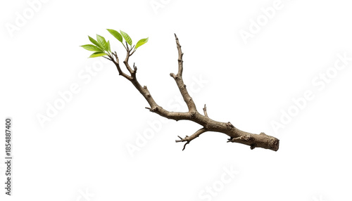 A single, aged tree branch sprouting vibrant, fresh green leaves against a stark, dark backdrop.