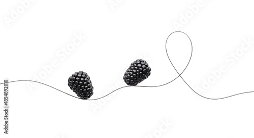 Fresh blackberries delicately balanced on a graceful wire, creating a minimalist still life isolated on transparent background, Vector