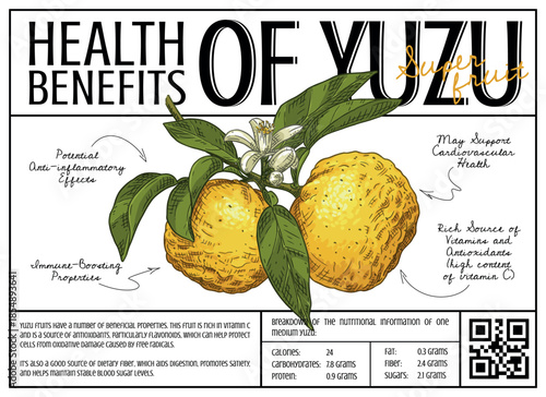 Health benefits of yuzu fruit infographic. Detailed Infographic for Healthy Eating and Wellness. Vector banner template.