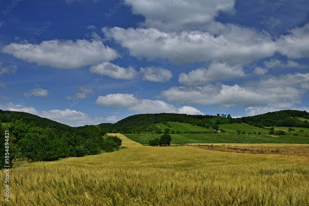 Fototapeta premium Sommerlandschaft im Burgenland, Österreich