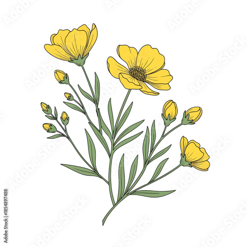 Delicate Yellow Wildflowers with Green Stems and Leafy Foliage in a Simple Botanical Illustration