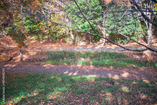 秋の遊歩道