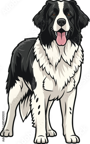Landseer dog standing happy panting facing front pose