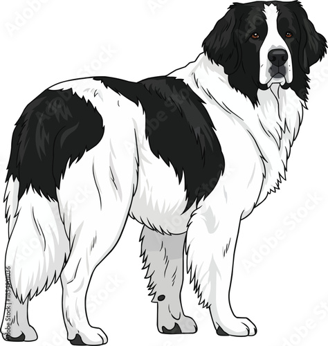 Landseer dog standing rear view looking back attentive pose
