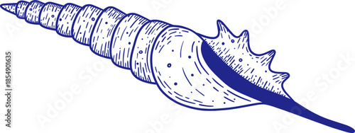 Ocean Seashell Line Art Illustrations, Hand Drawn Shell Collection