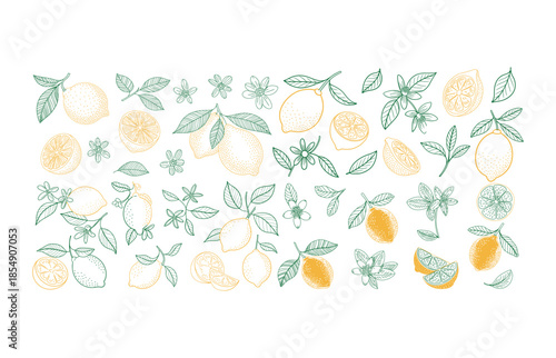 Hand Drawn Lemon Fruit and Leaf Pattern on White Background Keywords: lemon, fruit, citrus
