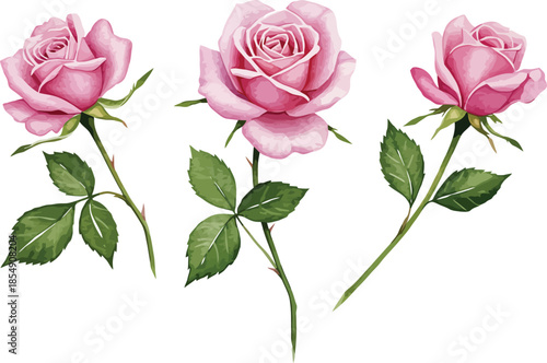 Three pink roses with green leaves on stems isolated