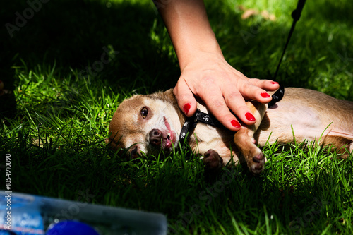 Pet Care: Hand With Red Nail Polish Petting Exhausted Dog On Grass With Water Bowl Close-Up