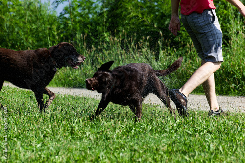 Summer Activities: Dogs Playing With Sprinkler In Sunny Park, Person Walking Background, Enjoying Outdoor Fun