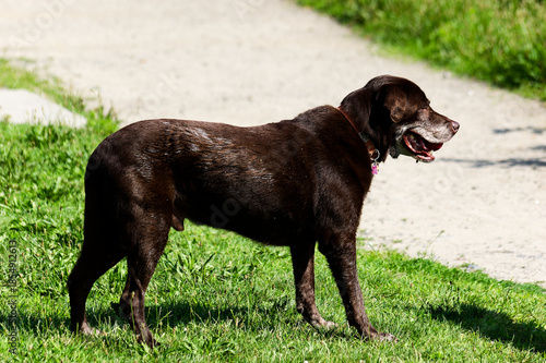 Happy Labrador Retriever Wearing Purple Collar Running Through Park: Dog Standing on Path, Tongue Out, Looking Sideways