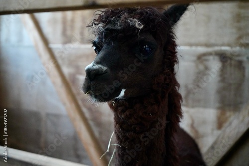 Alpaca at Alpaca Farm Yatsugatake Nagano Japan November 2025