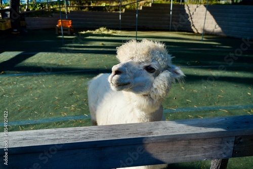 Alpaca at Alpaca Farm Yatsugatake Nagano Japan November 2025