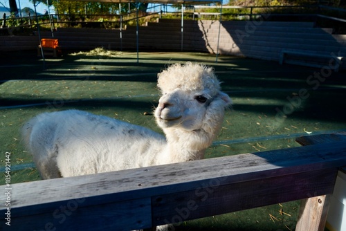 Alpaca at Alpaca Farm Yatsugatake Nagano Japan November 2025