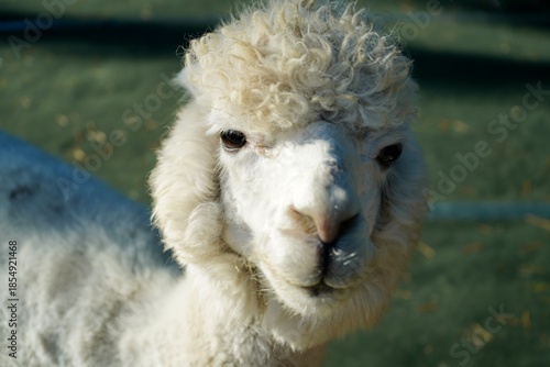Alpaca at Alpaca Farm Yatsugatake Nagano Japan November 2025