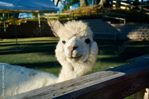 Alpaca at Alpaca Farm Yatsugatake Nagano Japan 八ヶ岳 アルパカ 牧場 November 2025