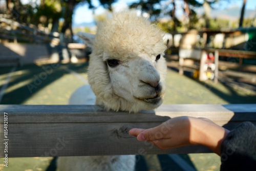 Alpaca at Alpaca Farm Yatsugatake Nagano Japan 八ヶ岳 アルパカ 牧場 November 2025