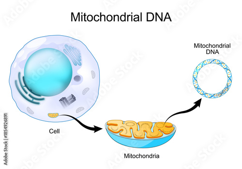 Mitochondrial DNA. Close-up of cell with Mitochondria.