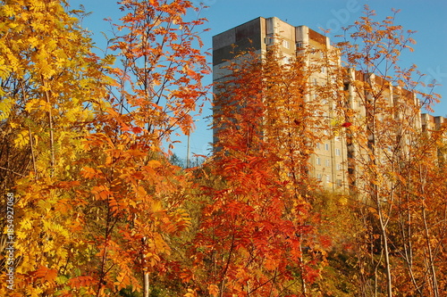 Rowan leaves on a tree branch on an autumn day.