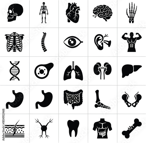 Anatomical Studies Human Body Silhouettes Grid Sprite Sheet Set