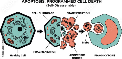 Apoptosis programmed cell death diagram showing healthy cell shrinkage fragmentation into apoptotic bodies engulfed by phagocytosis for biology science study aid.
