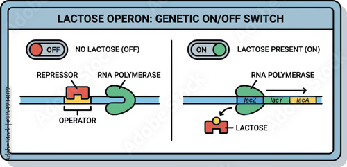 Lactose operon genetic switch diagram showing repressor blocking RNA polymerase versus transcription activation when lactose binds repressor for biology education.