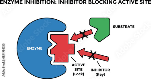 Scientific diagram of competitive enzyme inhibition process where inhibitor blocks active site preventing substrate binding via lock and key model for biochemistry.