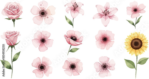 Watercolor floral illustrations of pink roses and a sunflower