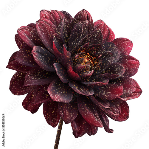 Deep Burgundy Dahlia Flower with Golden Glitter Mist Isolated on White Background
