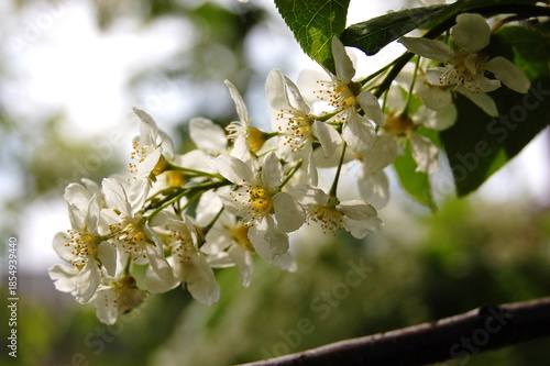 Small white rowan flowers on a branch on a summer day.