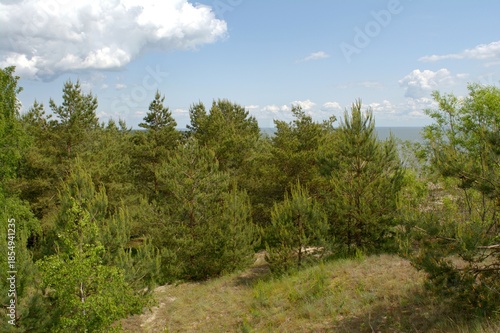 Sand dunes of the Curonian Spit, the Baltic Sea, Kaliningrad Oblast, Russia