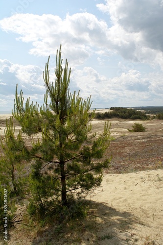 Sand dunes of the Curonian Spit, the Baltic Sea, Kaliningrad Oblast, Russia