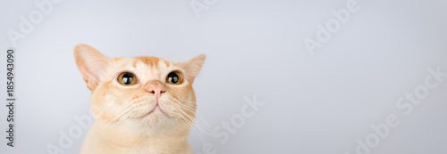 A cat with big eyes looks up.