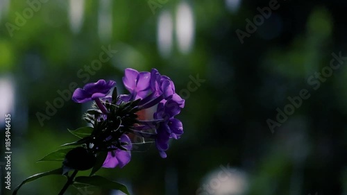 Purple phlox flowers and Rain falling dark moody garden with a bokeh background