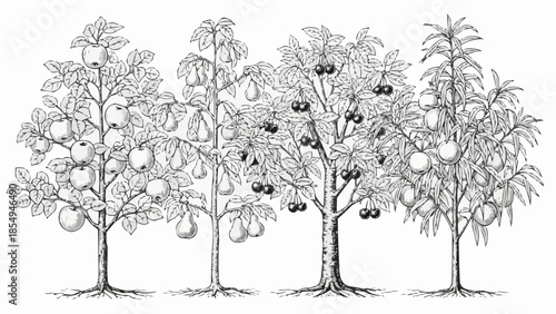 Vintage illustration of four fruit trees with apples and pears.