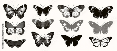 Old-style butterfly silhouettes with soft shading isolated on white background