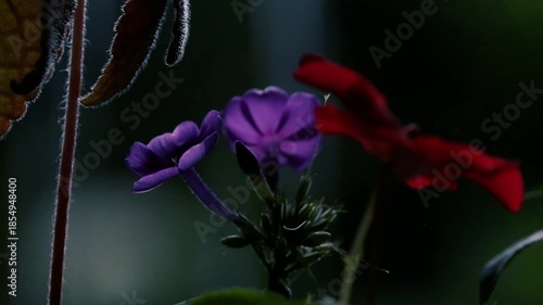 Purple phlox flowers and Rain falling dark moody garden with a bokeh background