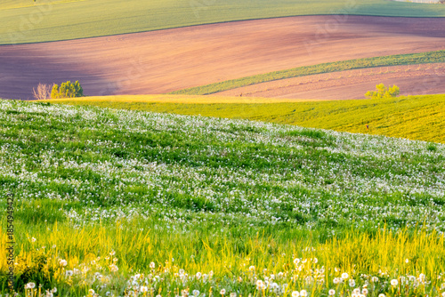 Vibrant spring landscape with rolling hills, green fields, and a meadow of white dandelions.