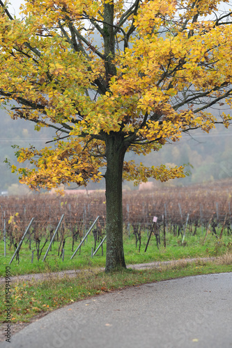 Rhodt unter Rietburg, Deutschland