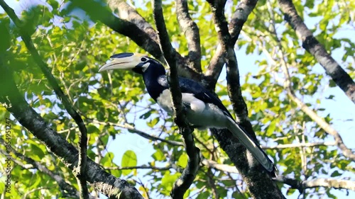 oriental pied hornbill perching on tree branch in sunny tropical forest with green foliage