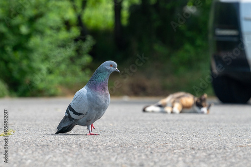Citta di Castello, Italien