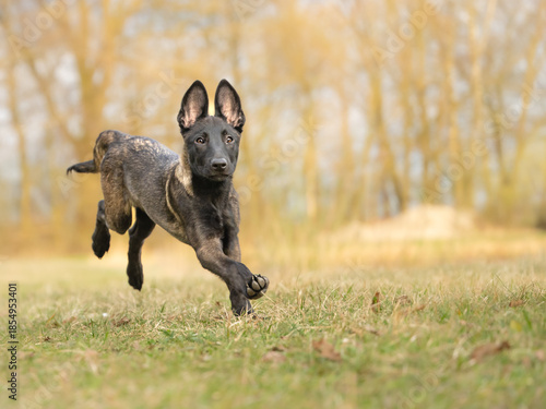 Energetic 15-week-old Malinois puppy running fast across green meadow in spring, side view, jumping dog in motion