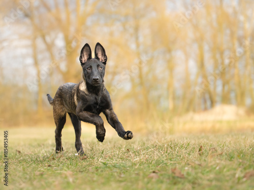 Energetic 15-week-old Malinois puppy running fast across green meadow in spring, side view, jumping dog in motion